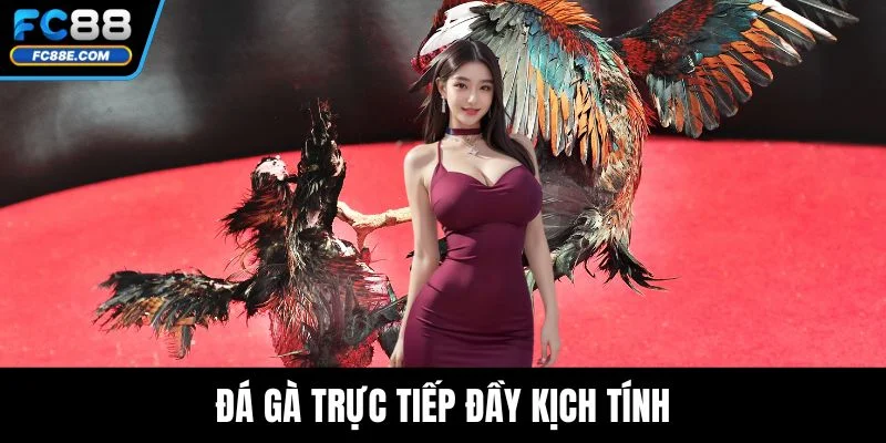 Đá gà trực tiếp đầy kịch tính